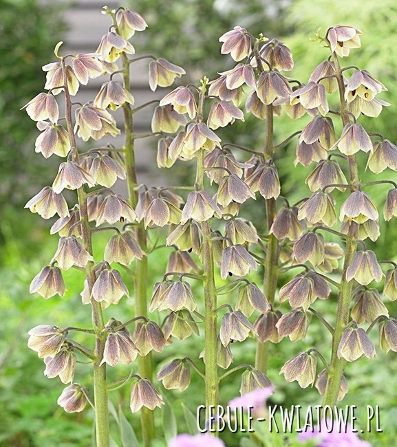 Fritillaria - Szachownica Green Dreams 1 szt.