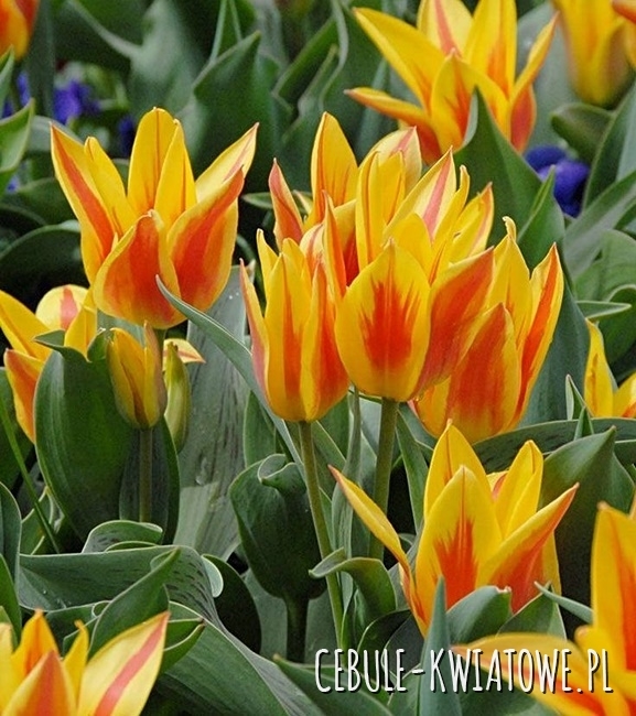 Tulipan Wielokwiatowy Sunshine Family 5 szt.