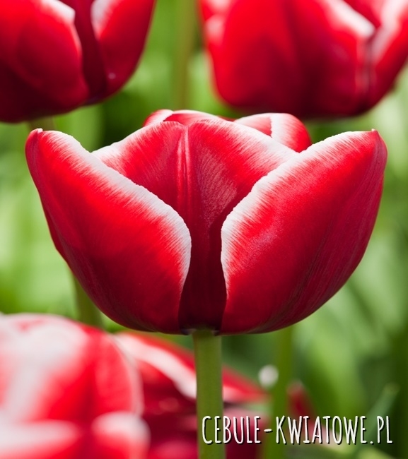 Tulipan Triumph Armani 5 szt.