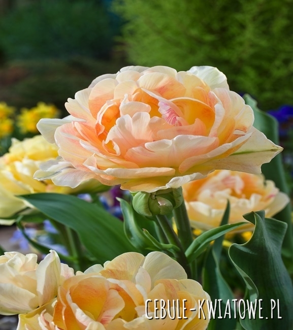 Tulipan Pełny Charming Lady 5 szt.