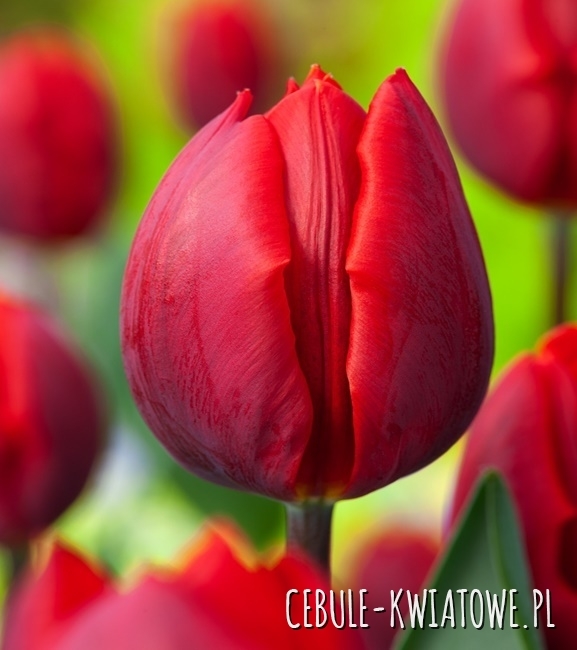 Tulipan Triumph Couleur Cardinal 5 szt.