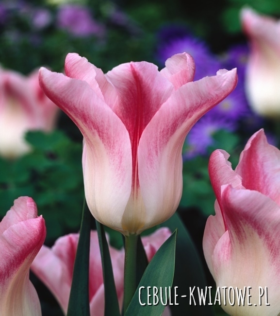Tulipan Liliokształtny Holland Chic 5 szt.
