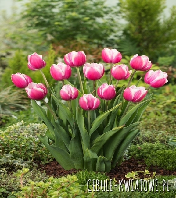 Tulipan Triumph Jumbo Beauty 5 szt.