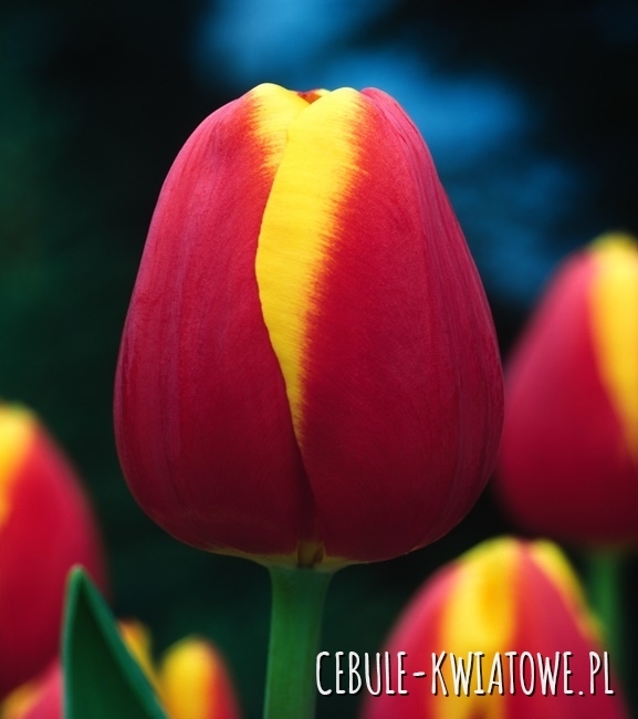 Tulipan Triumph Kees Nelis 5 szt.