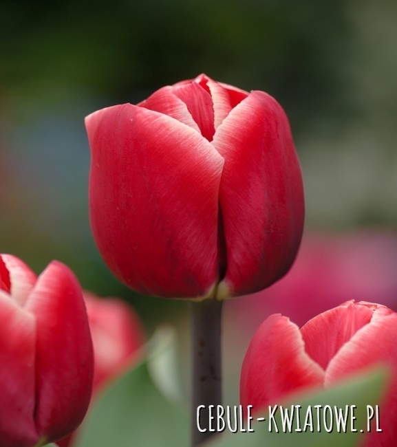 Tulipan Triumph Kung Fu 5 szt.