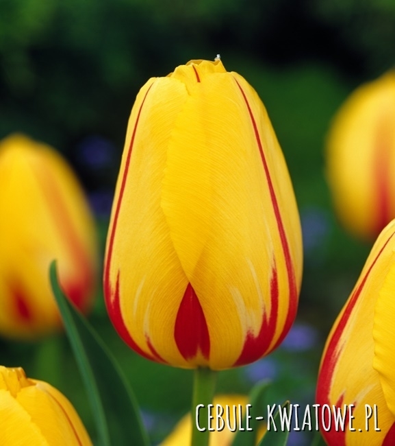 Tulipan Triumph La Courtine 5 szt.