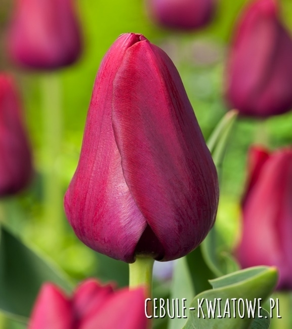 Tulipan Triumph National Velvet 5 szt.