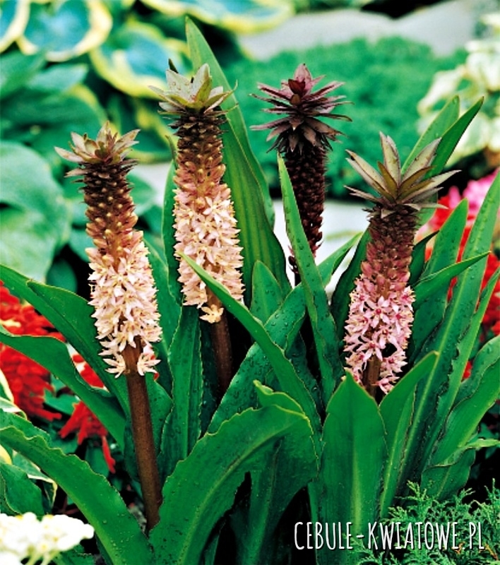 Eucomis Comosa 1 szt.