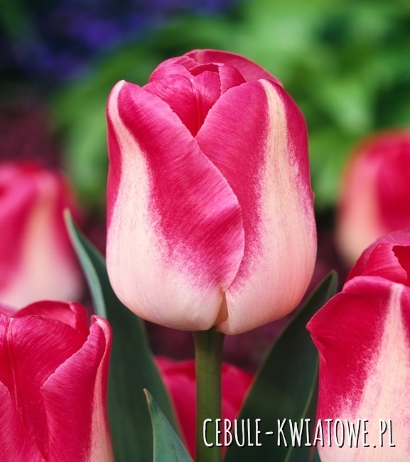 Tulipan Triumph Page Polka 5 szt.