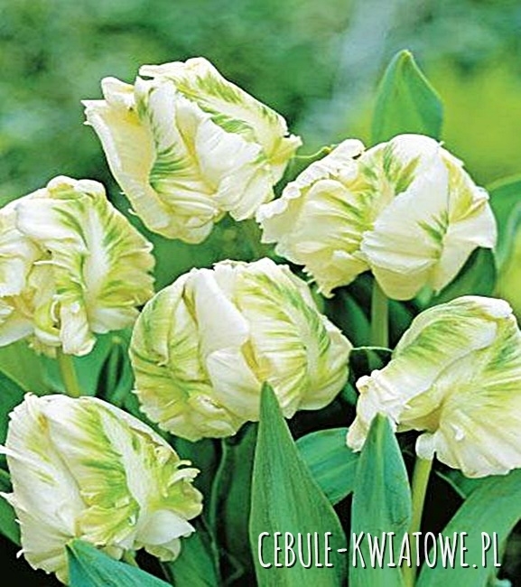 Tulipan Papuzi White Rebel 5 szt.