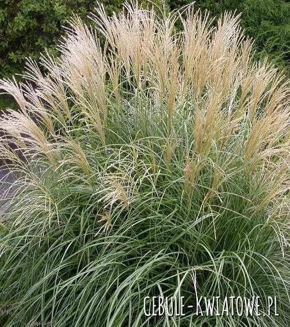 Miscanthus Sinensis - Miskant Chiński Adagio 1 szt.