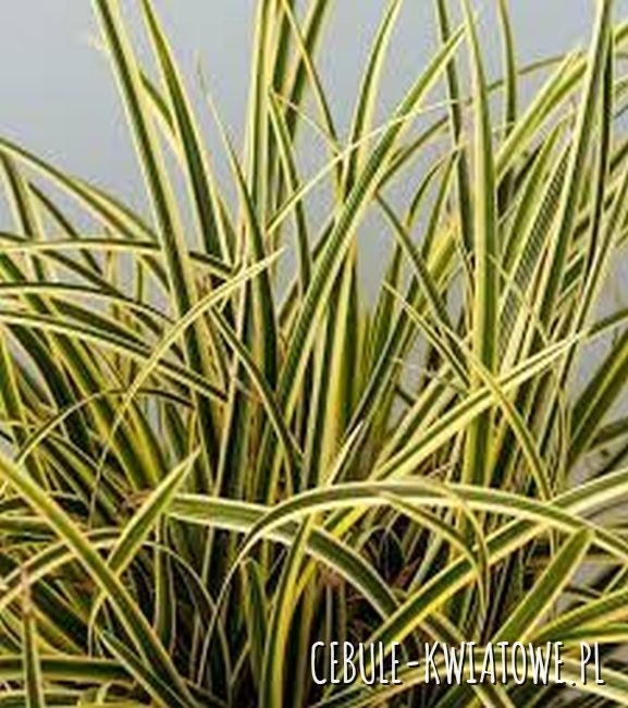 Turzyca Japońska Vanilla Ice 1 szt.