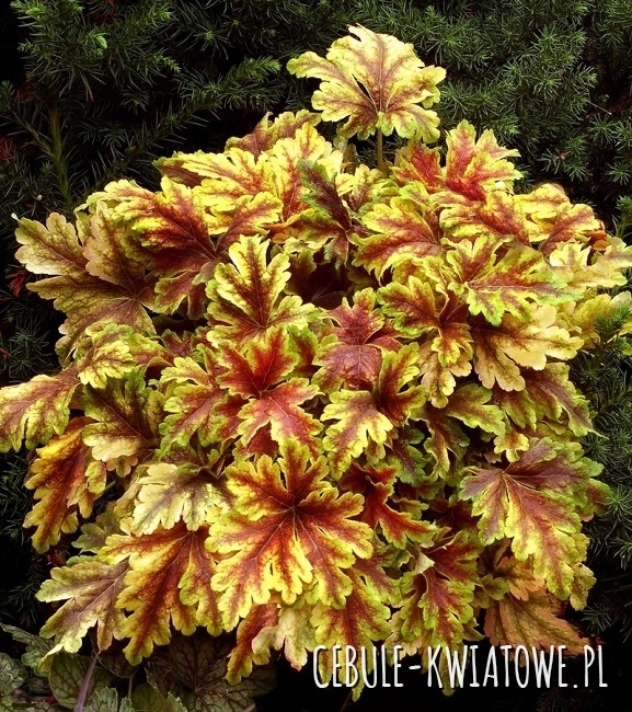 Heucherella - Żuraweczka Golden Zebra 1 szt.