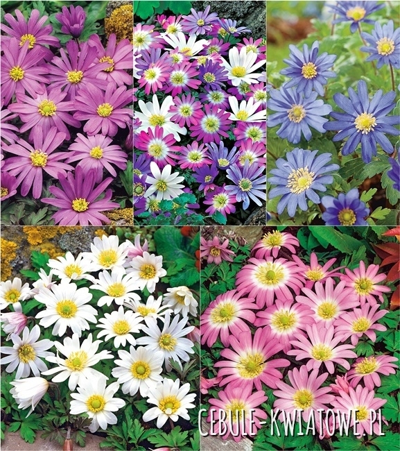 Zestaw Anemon Blanda