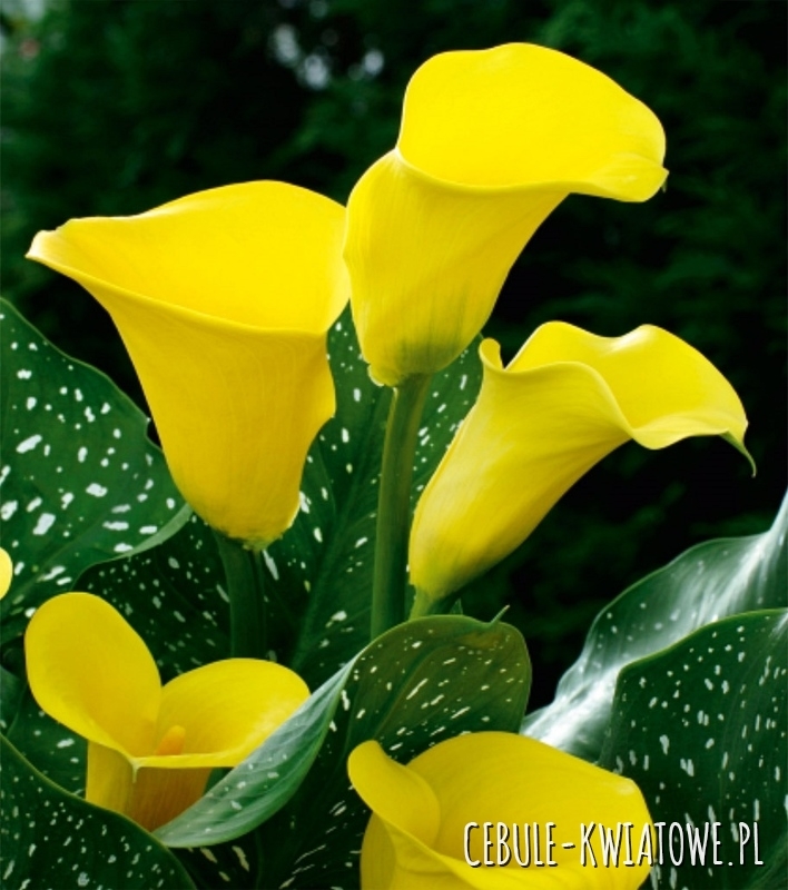 Zantedeschia Kalla Żółta 1 szt.