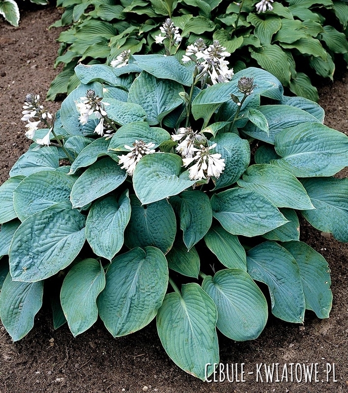 Hosta - Funkia Empress Wu 1 szt. w doniczce