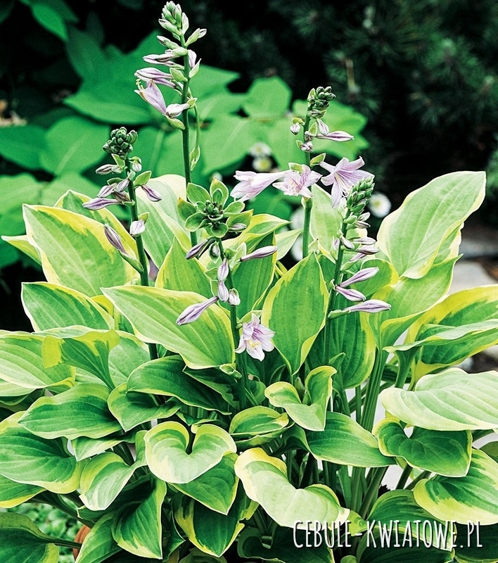 Hosta - Funkia Golden Tiara 1 szt. w doniczce