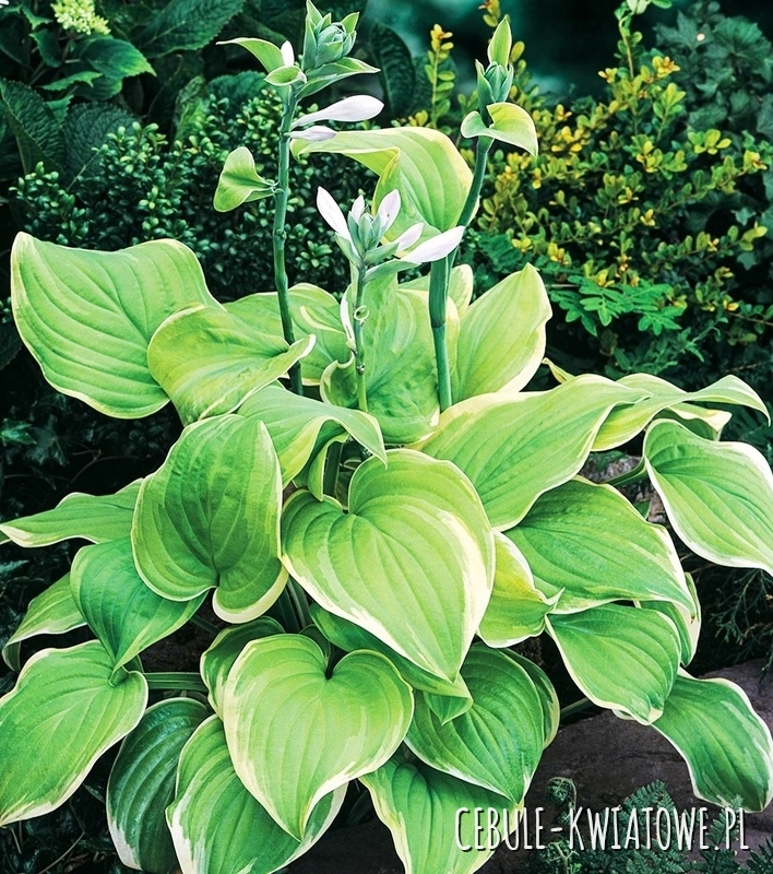 Hosta - Funkia Winter Snow 1 szt. w doniczce