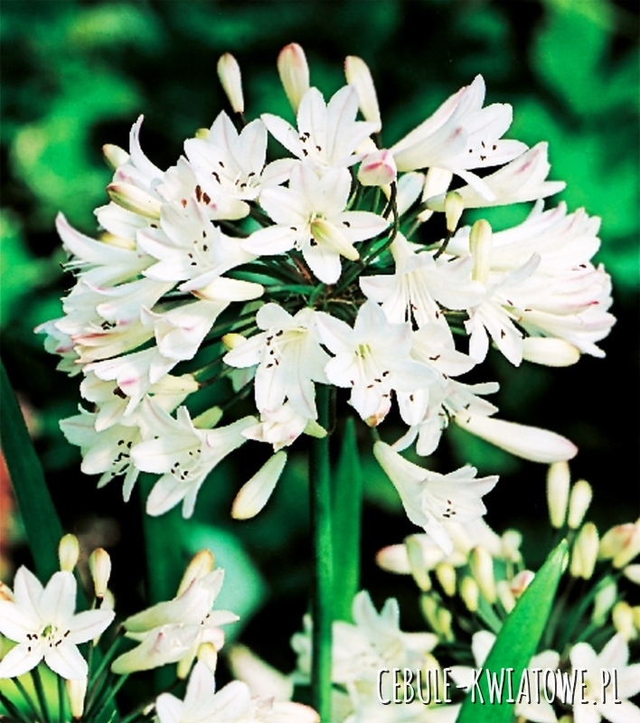 Agapanthus Agapant Biały 1 szt w doniczce