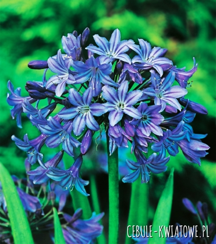Agapanthus Agapant Niebieski 1 szt. w doniczce