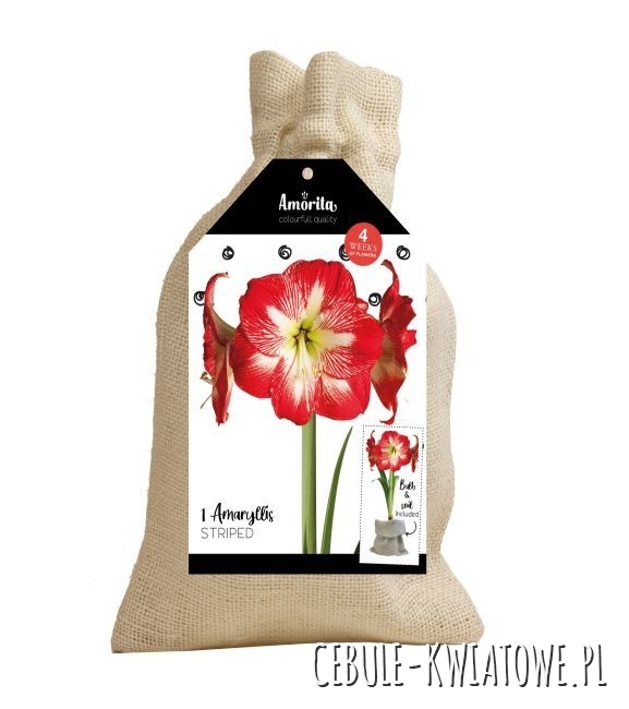 Hippeastrum Amarylis Striped w worku jutowym 1 szt.