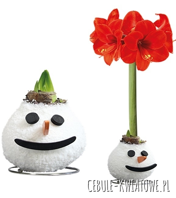 Hippeastrum Amarylis Woskowany bałwanek - czerwony kwiat 1 szt.