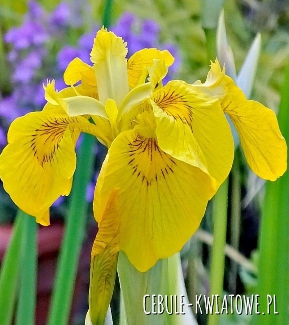 Irys Pseudacorus Variegata 1 szt.
