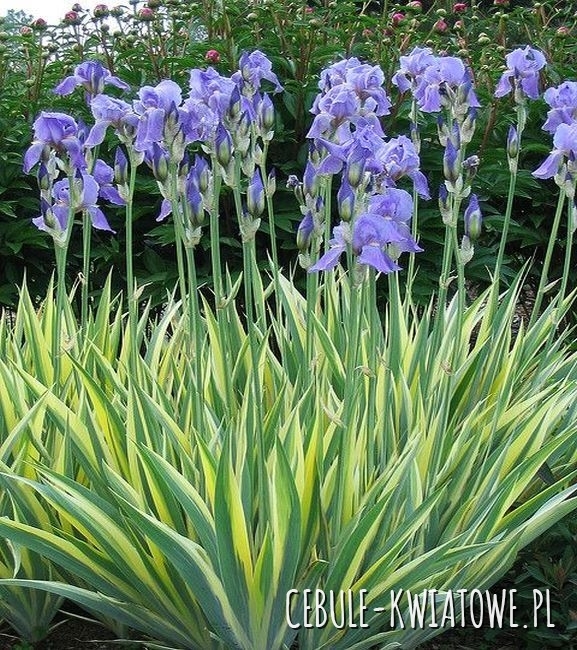 Irys Pallida Variegata 1 szt.