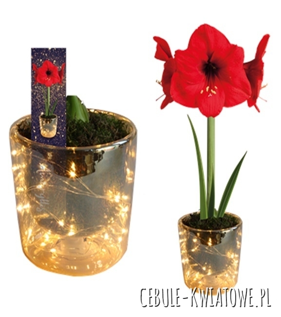 Hippeastrum - Amarylis Czerwony w doniczce z led 1 szt.