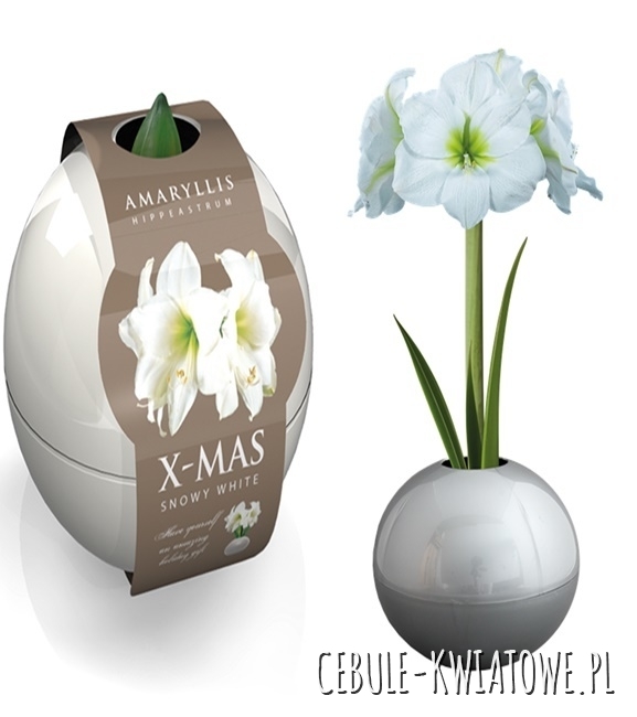 Hippeastrum - Amarylis Biały w Białej kuli 1 szt.