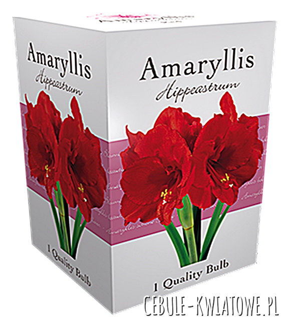 Hippeastrum - Amarylis Red w kartoniku 1 szt.