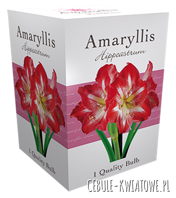 Hippeastrum - Amarylis Striped w kartoniku 1 szt.