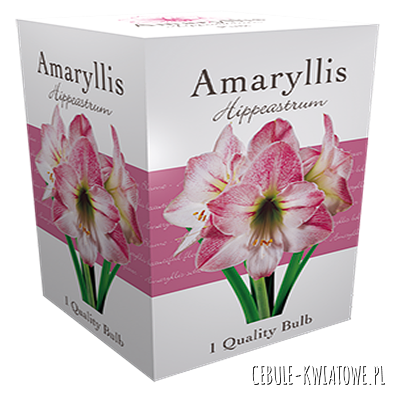 Hippeastrum - Amarylis Pink w kartoniku 1 szt.