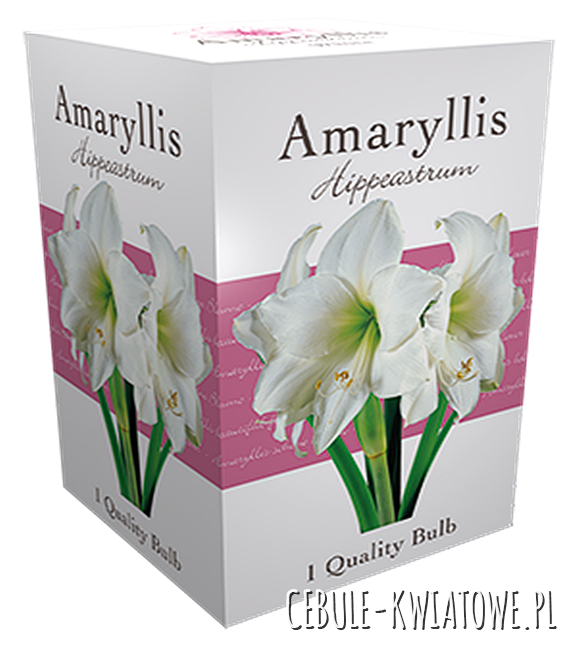 Hippeastrum - Amarylis White w kartoniku 1 szt.