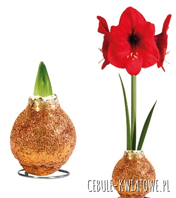 Hippeastrum - Amarylis Woskowany Miedziany brokatem - czerwony kwiat 1 szt.