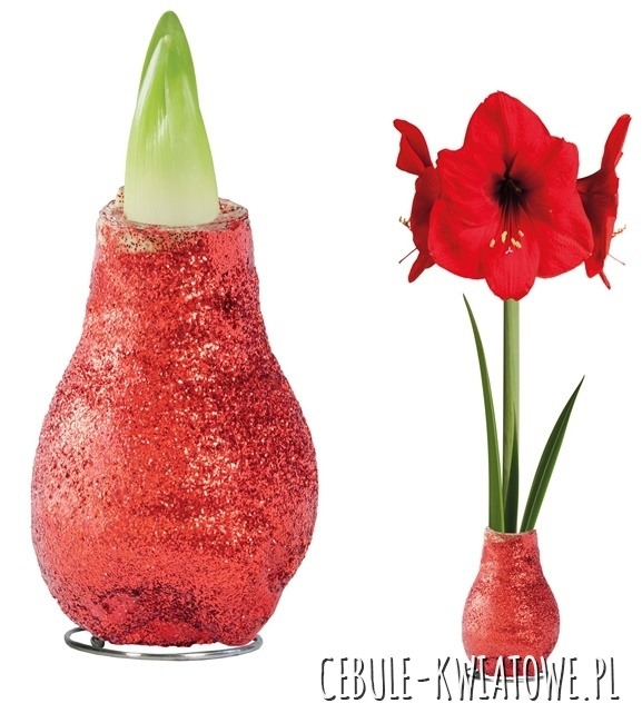 Hippeastrum - Amarylis Woskowany Czerwony brokatem - czerwony kwiat 1 szt.