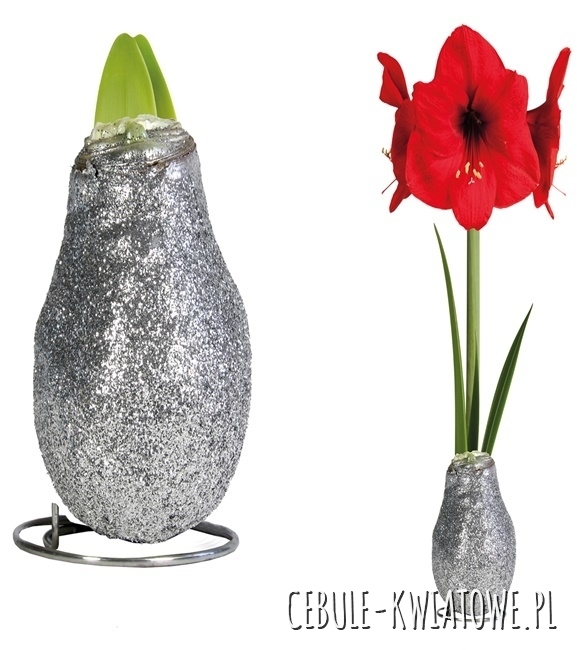 Hippeastrum - Amarylis Woskowany Srebrny brokatem - czerwony kwiat 1 szt.