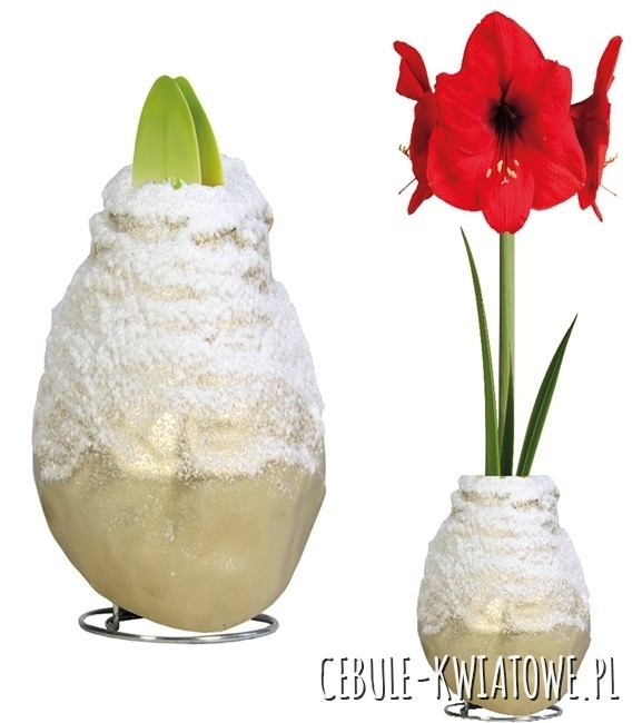 Hippeastrum - Amarylis Woskowany Złoty z Białą posypką - czerwony kwiat 1 szt