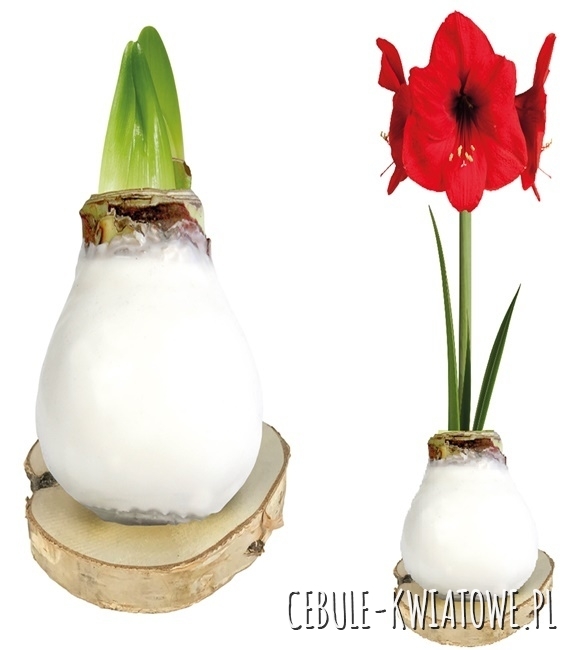 Hippeastrum - Amarylis Woskowany Biały na plastrze drewna - czerwony kwiat 1 sz