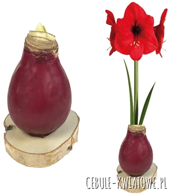 Hippeastrum - Amarylis Woskowany Bordowy na plastrze drewna - czerwony kwiat 1 s