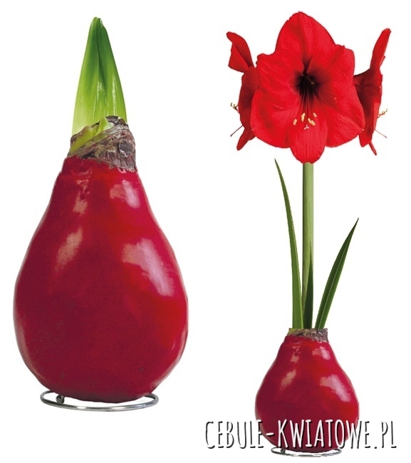 Hippeastrum - Amarylis Woskowany Czerwony - czerwony kwiat 1 szt