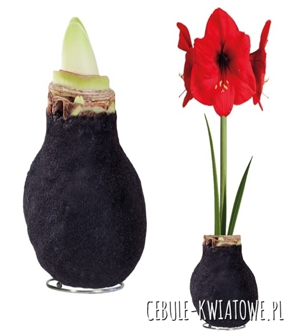 Hippeastrum - Amarylis Woskowany Czarny - czerwony kwiat 1 szt.