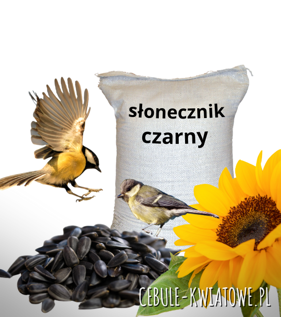 Słonecznik czarny Pokarm Karma dla ptaków na zime 5 kg