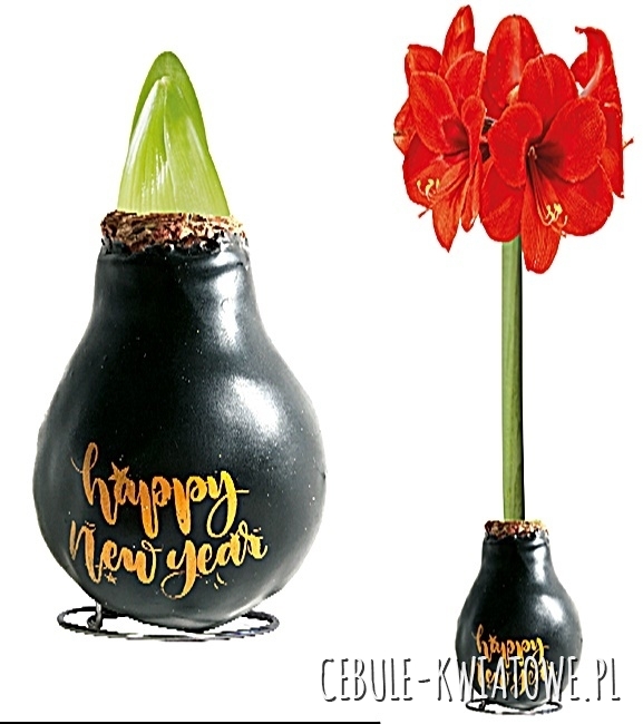 Hippeastrum - Amarylis Woskowany Happy New Year - czerwony kwiat 1 szt
