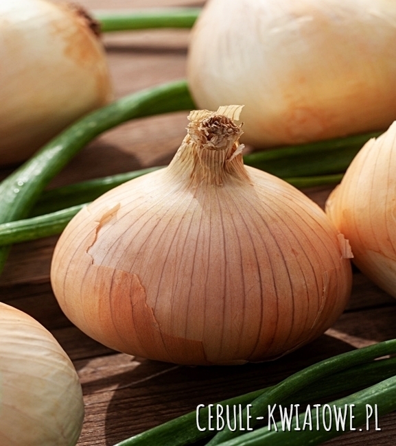 Cebula Cordia F1 - średniopóźna