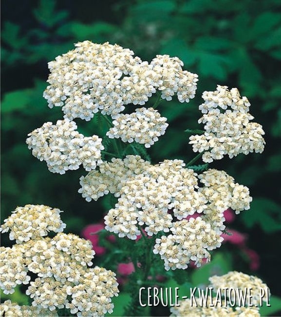 Achillea – Krwawnik Millefolium White 1 szt.