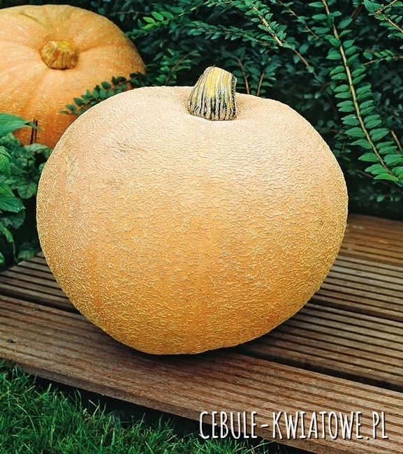 Dynia Olbrzymia Melonowa Żółta - masa około 25 kg