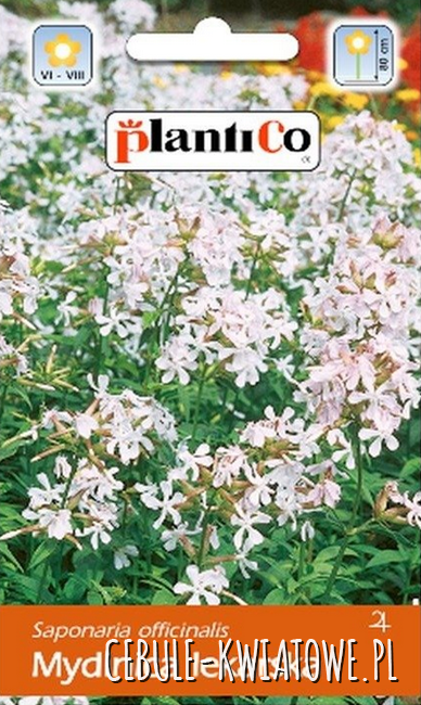 Mydlnica Lekarska