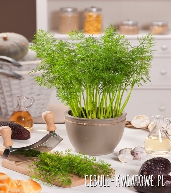 Koper Ogrodowy Karłowy - na balkony i tarasy