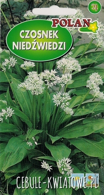 Czosnek niedźwiedzi - biały